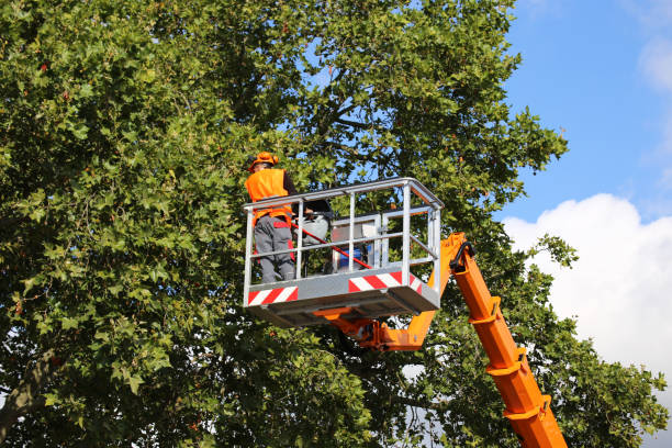 Tree Health Inspection in Pine Mountain Clu, CA